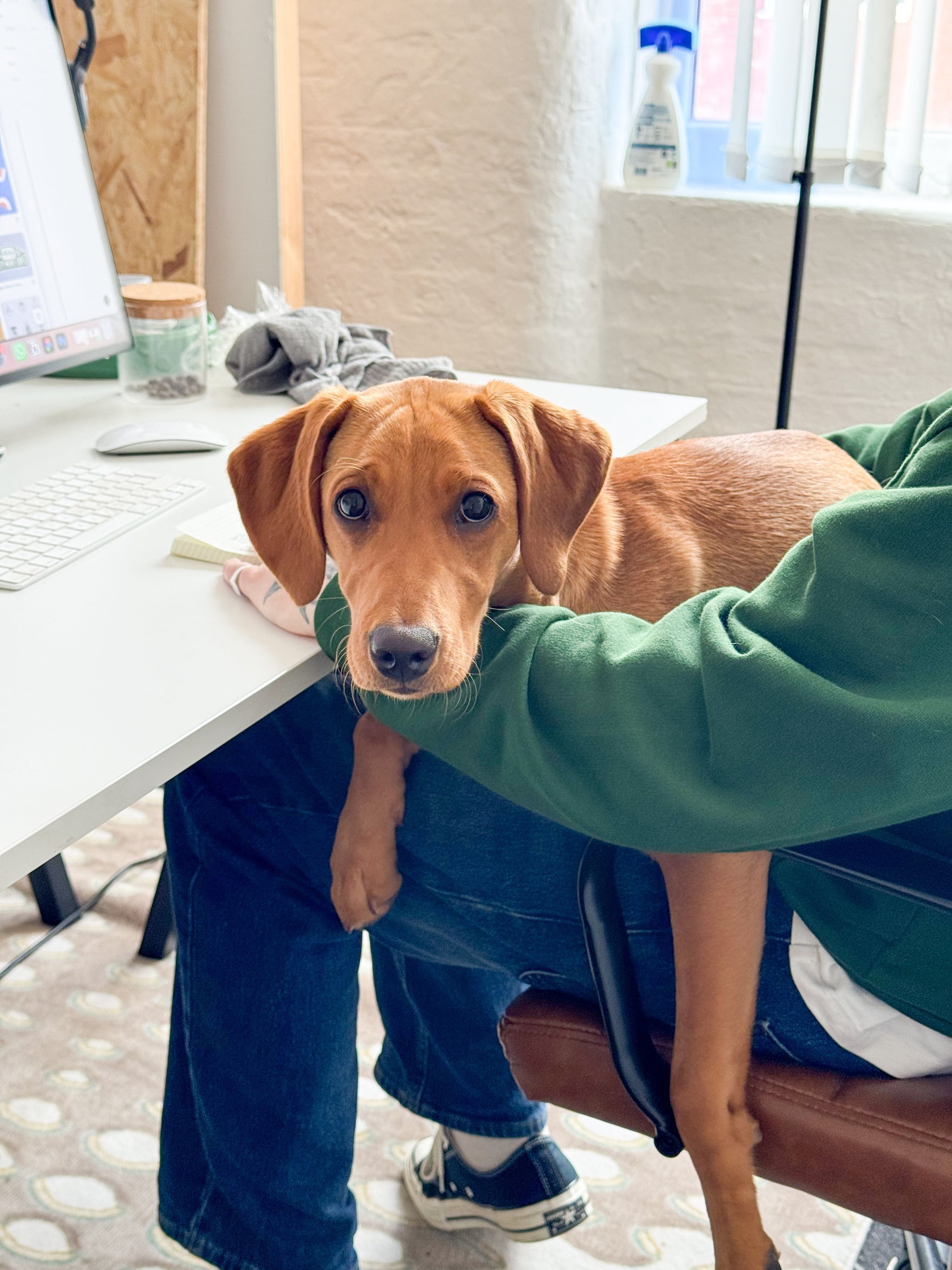 Meet Nola, our latest team member!